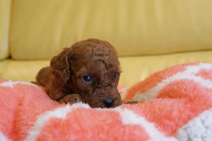 ID：2008-02667の子犬