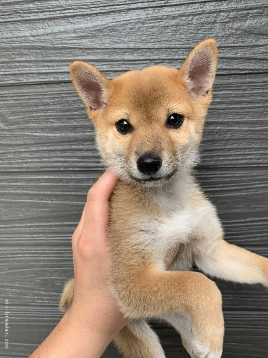 ID：2108-02653の子犬
