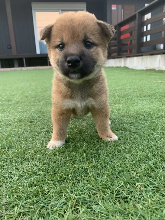 ID:2007-02361の子犬