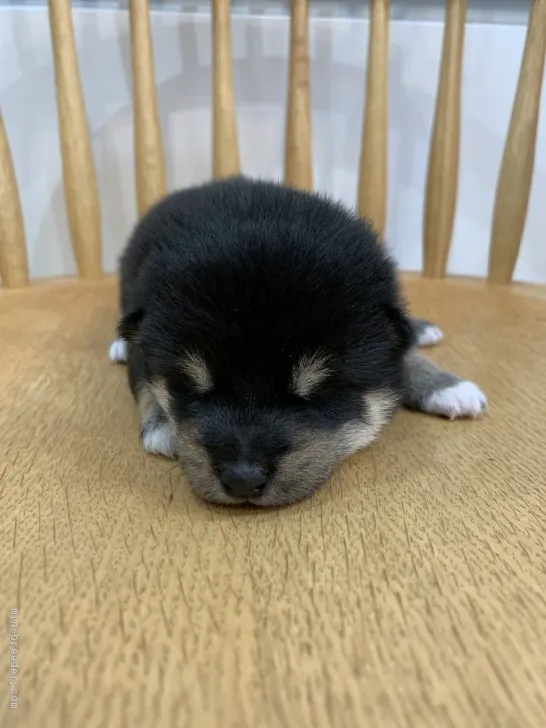 ID：2103-01605の子犬