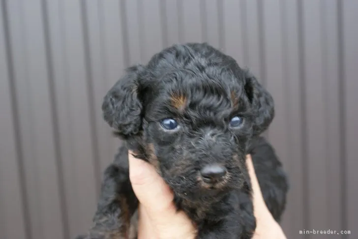 ID：1808-02803の子犬
