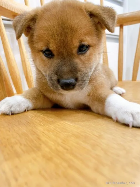 ID:2108-02654の子犬