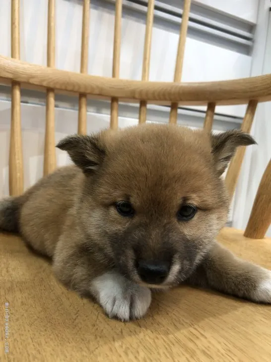 N.W 様のお迎えした子犬