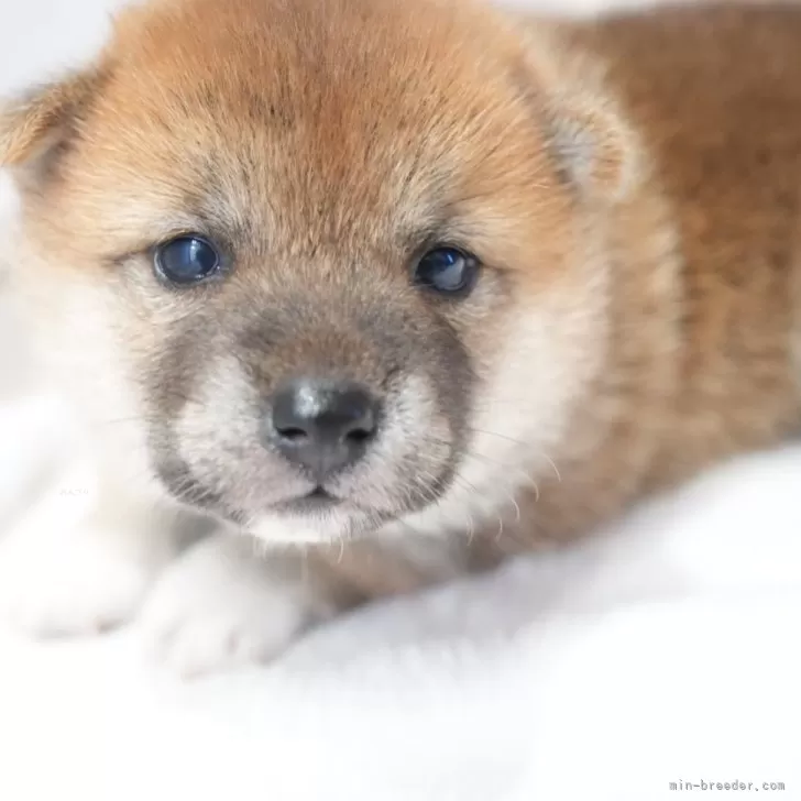 ID:2408-05536の子犬