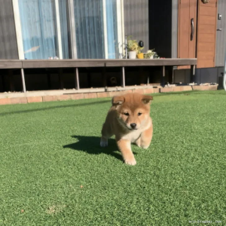 ID：2211-03805の子犬