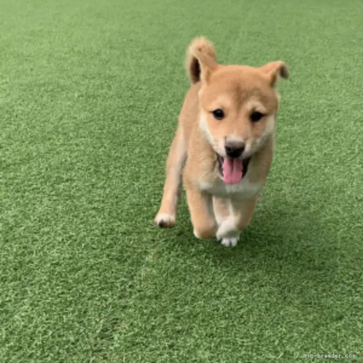 ID：2210-00347の子犬