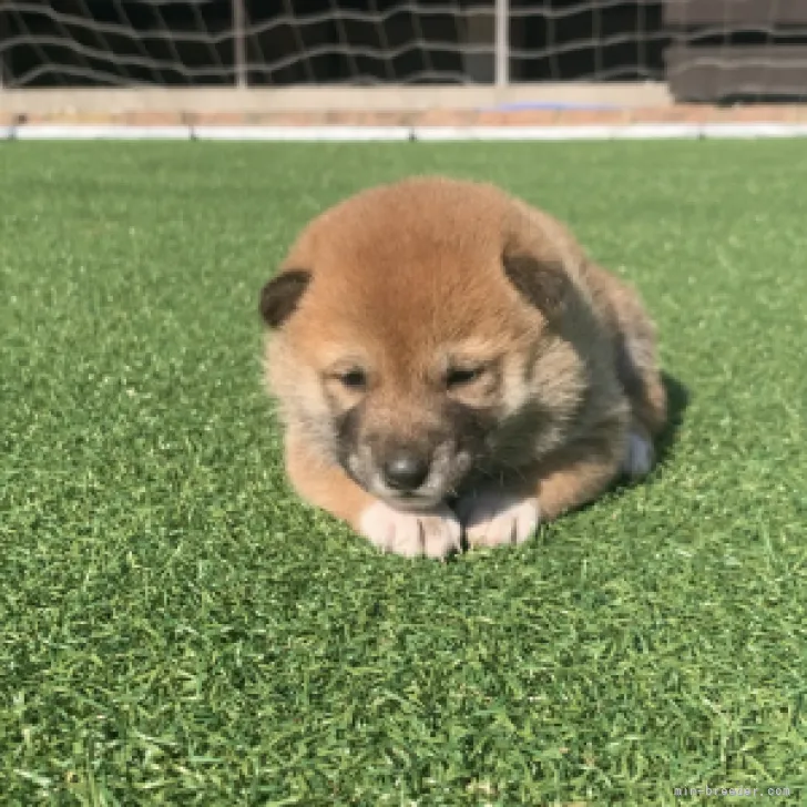 ID:2211-03789の子犬