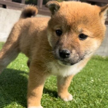 柴犬(豆柴)【千葉県・女の子・2023年1月5日・赤】の写真「両親豆柴サイズ！両親も見学可能です(^^)」