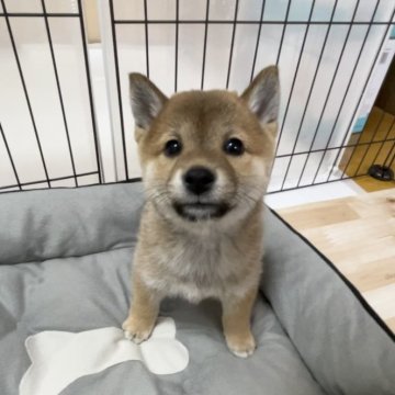 柴犬(豆柴)【千葉県・女の子・2023年12月2日・赤】の写真「元気いっぱい！！優しいお顔の女の子🐶🐾」