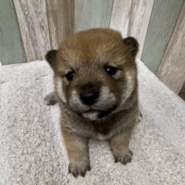 柴犬(豆柴)【千葉県・女の子・2024年1月30日・赤】の写真「可愛いお顔の女の子🐶」