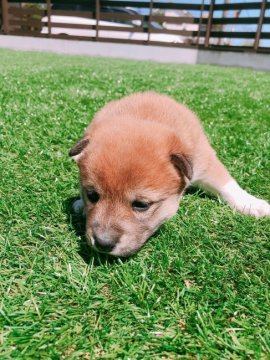 柴犬(標準サイズ)【千葉県・女の子・2019年3月1日・赤 アカ】の写真「芝生の上ですくすく元気に育っています(^^」