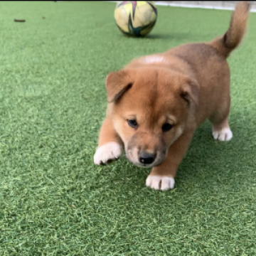 柴犬(豆柴)【千葉県・男の子・2022年7月20日・赤 茶色】の写真「白のワンポイントがたまらず可愛いです(^^)」