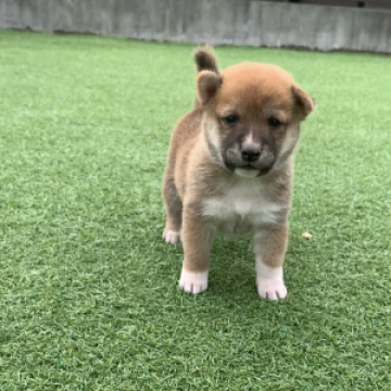 柴犬(豆柴)【千葉県・男の子・2022年7月20日・赤 茶色】の写真「両親豆柴サイズ！両親も見学可能です！」