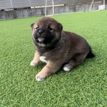柴犬(豆柴)【千葉県・女の子・2023年12月2日・赤】の写真「胡麻風な女の子🐶‼︎」