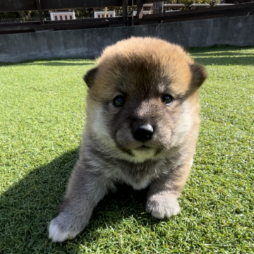 柴犬(豆柴)【千葉県・男の子・2023年12月15日・赤】の写真「ムチムチな男の子🐶♪」