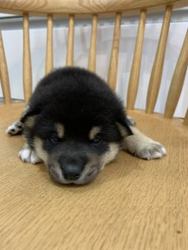 柴犬(豆柴)【千葉県・男の子・2021年2月10日・黒 クロ 黒柴 クロシバ】の写真「両親とも豆柴です＾＾両親見学可能！」