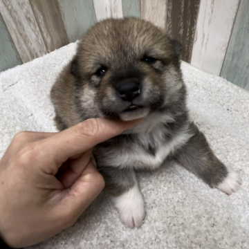 柴犬(標準サイズ)【千葉県・男の子・2024年2月2日・赤】の写真「まん丸たぬき顔の男の子🐶お父さんは豆柴認定犬🐾」