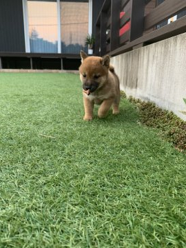 柴犬(豆柴)【千葉県・女の子・2020年6月11日・茶色 茶 チャイロ 赤 アカ】の写真「父親・母親ともに豆柴サイズです^ ^」