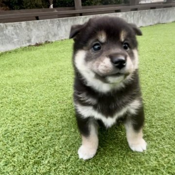 柴犬(豆柴)【千葉県・女の子・2023年12月15日・黒】の写真「マイペースな優しいお顔の女の子🐶🐾」