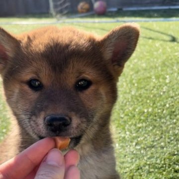 柴犬(豆柴)【千葉県・男の子・2022年10月15日・茶色 赤色】の写真「年末年始大特価(^^両親豆柴サイズです！」