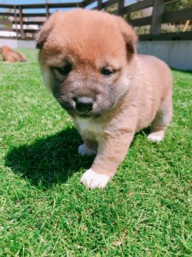 柴犬(標準サイズ)【千葉県・男の子・2019年3月1日・赤】の写真「芝生の上ですくすく元気に育っています(^^)」