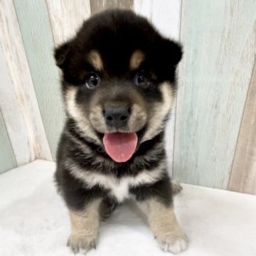 柴犬(豆柴)【千葉県・男の子・2023年5月15日・黒】の写真「好奇心旺盛、わんぱくboy!!」