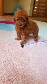 トイプードル(ティーカップ)【千葉県・女の子・2020年4月3日・レッド】の写真「顔だちも良く、小さいです(^^)」