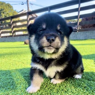 柴犬(豆柴)【千葉県・男の子・2023年12月2日・黒】の写真「4兄妹で唯一の男の子🐶骨太Boy🦴‼︎」