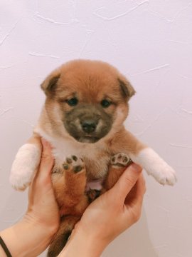 柴犬(標準サイズ)【千葉県・女の子・2019年3月1日・赤 アカ】の写真「芝生の上ですくすく元気に育っています(^^」