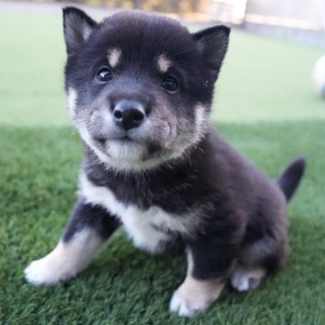 柴犬(標準サイズ)【千葉県・男の子・2024年2月2日・黒】の写真「ぷくぷく可愛い男の子🐶お父さんは豆柴認定犬🐾」