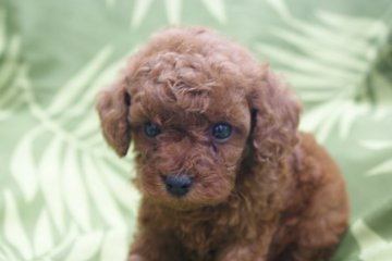トイプードル(タイニー)【千葉県・男の子・2018年11月23日・レッド】の写真「目がクリクリで可愛い顔立ちです」