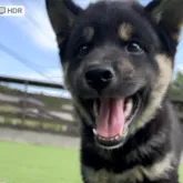 豆柴【千葉県・男の子・2023年5月15日・黒色】の写真1「8/14撮影 まだまだあどけない顔の男の子です!!」