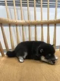 柴犬(標準サイズ)【千葉県・男の子・2019年6月13日・黒 クロ 黒柴 クロシバ】の写真2