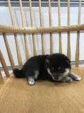 柴犬(標準サイズ)【千葉県・男の子・2019年6月13日・黒 クロ 黒柴 クロシバ】の写真3