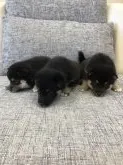 柴犬(標準サイズ)【千葉県・男の子・2019年6月13日・黒 クロ 黒柴 クロシバ】の写真4「1番左のわんちゃんです(^ ^)」