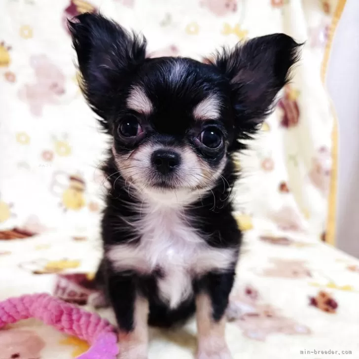 ID：2507-03098の子犬