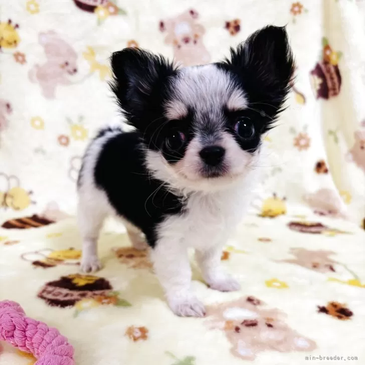 ID：2507-03102の子犬