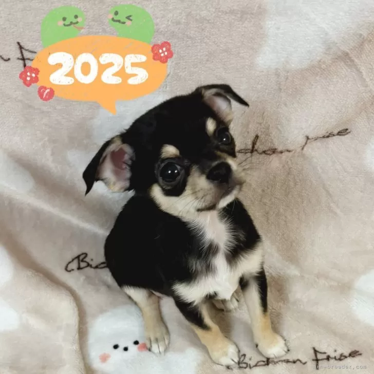 ぴな 様のお迎えした子犬