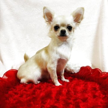 チワワ(ロング)【千葉県・女の子・2025年3月21日・クリーム&ホワイト】の写真「🌰極小ちゃん！大きさ確定です🌰」