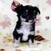 チワワ(ロング)