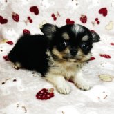 チワワ(ロング)