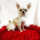 チワワ(ロング)