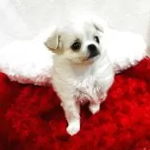 チワワ(ロング)