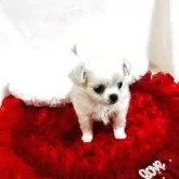 チワワ(ロング)【千葉県・女の子・2025年9月13日・ホワイト&クリーム】の写真4