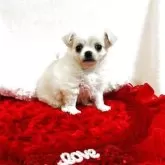 チワワ(ロング)【千葉県・女の子・2025年9月13日・ホワイト&クリーム】の写真5