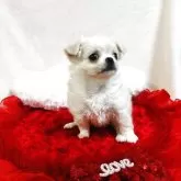 チワワ(ロング)【千葉県・女の子・2025年9月13日・ホワイト&クリーム】の写真7