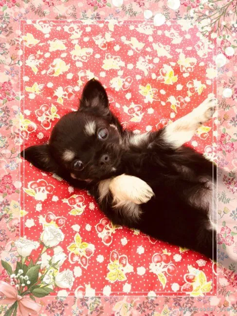 ゆりか 様のお迎えした子犬