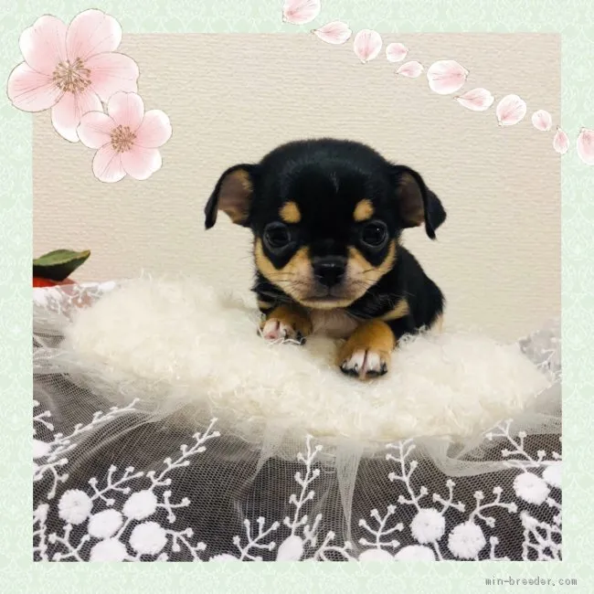 ID:2003-01883の子犬