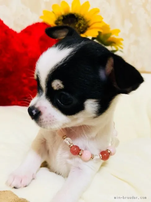 ふくたおつん 様のお迎えした子犬