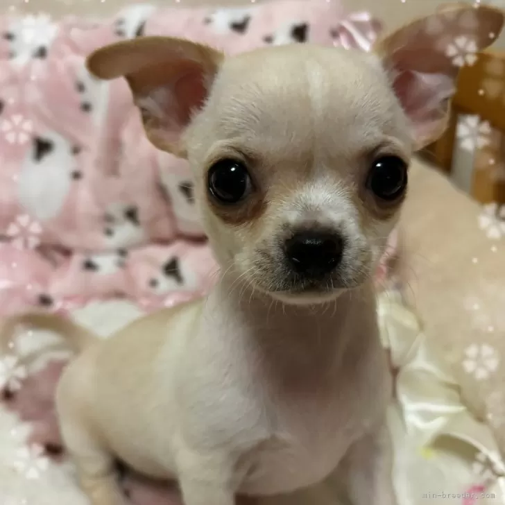 R.O 様のお迎えした子犬